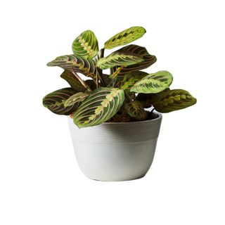 Prayer plant