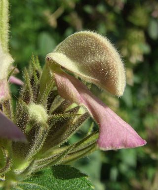 Close up of pink flower of Phlomis samia