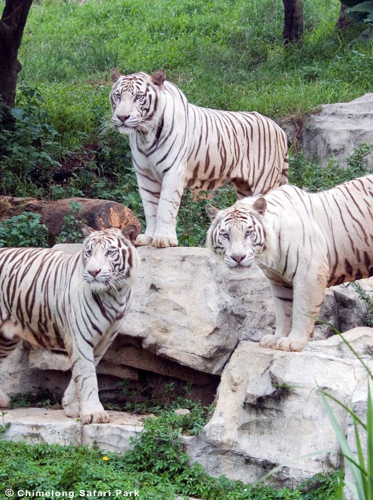 white tigers