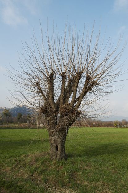 Large Mulberry Tree In An Open Field