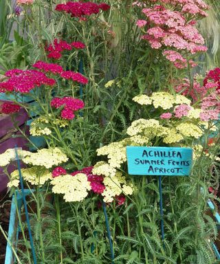 yarrow flowers growing in large wooden tub