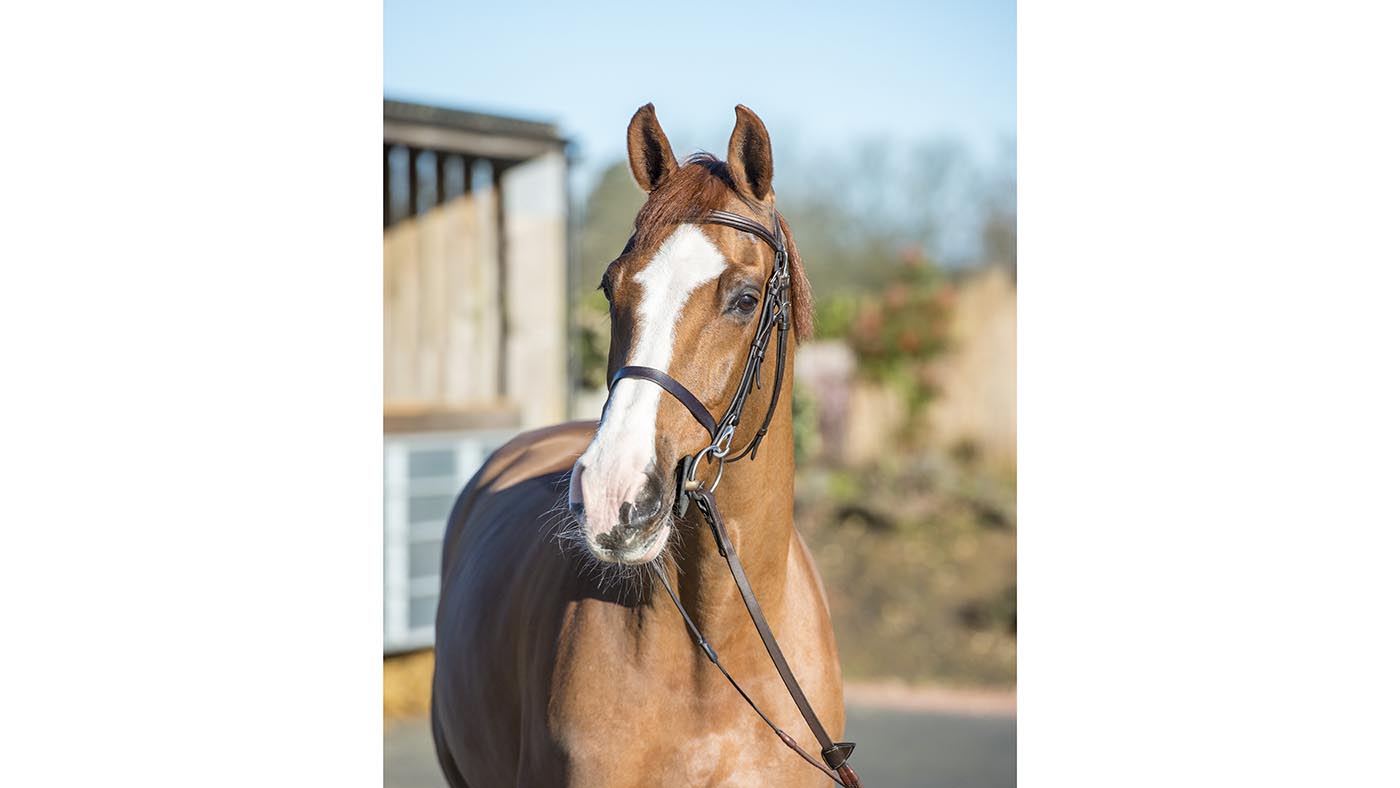Harry Charles 28 01 2019 Vivaldi