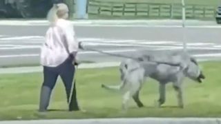Woman walking giant dog