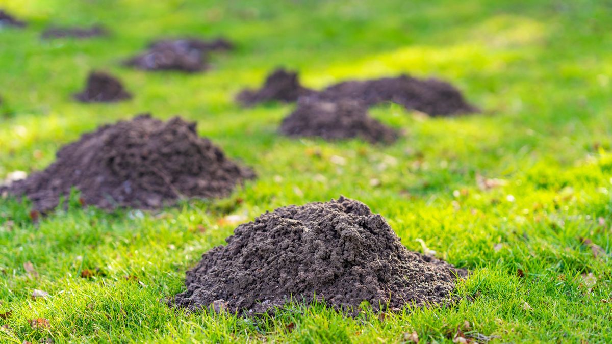 How to get rid of moles without hurting them | Tom's Guide