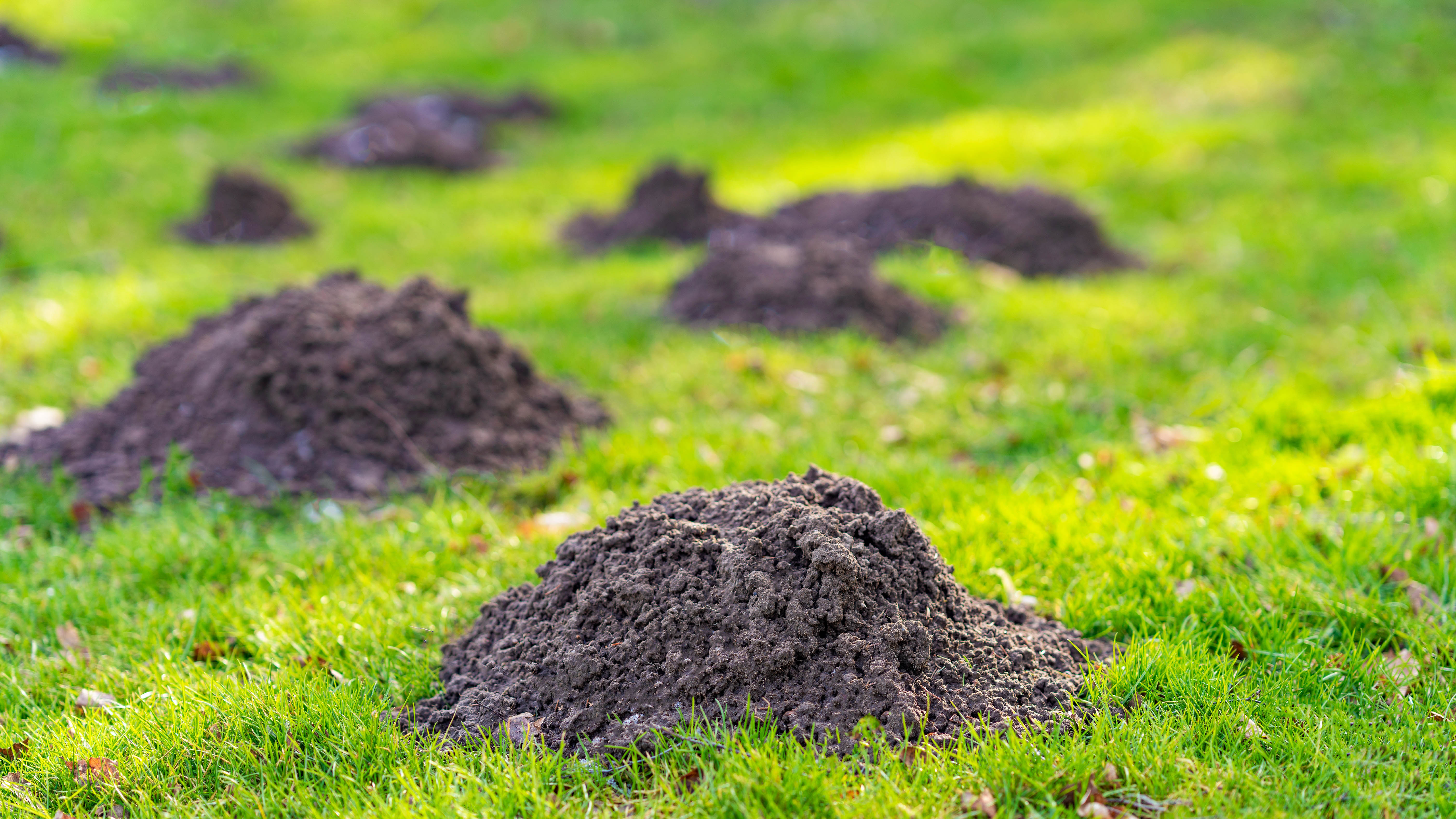 A collection of molehills in a yard