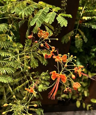 Orange flowers and delicate foliage of the peacock flower