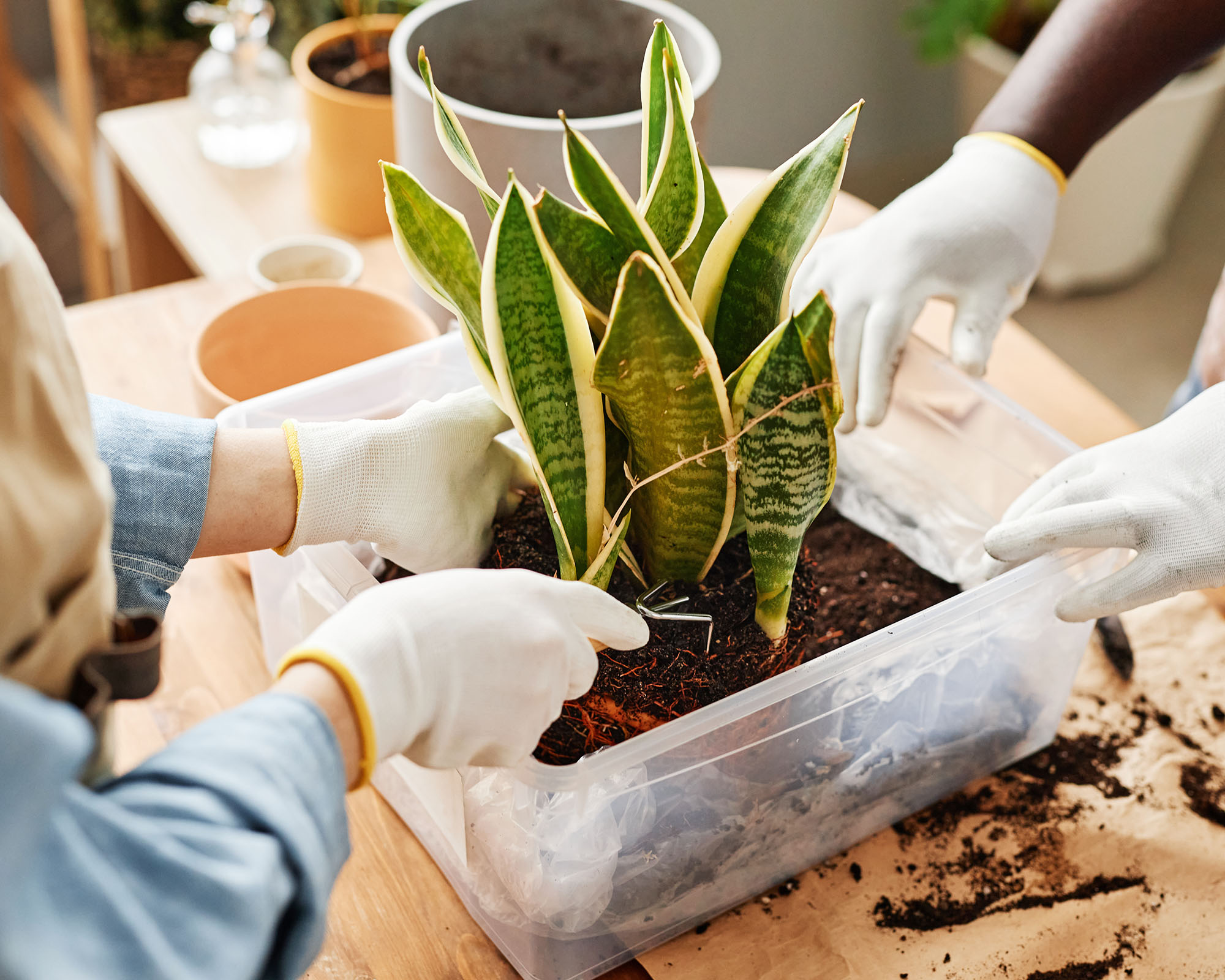 Close up of two gardeners woman repotting a snake plant in a plastic box using a DIY potting soil blend