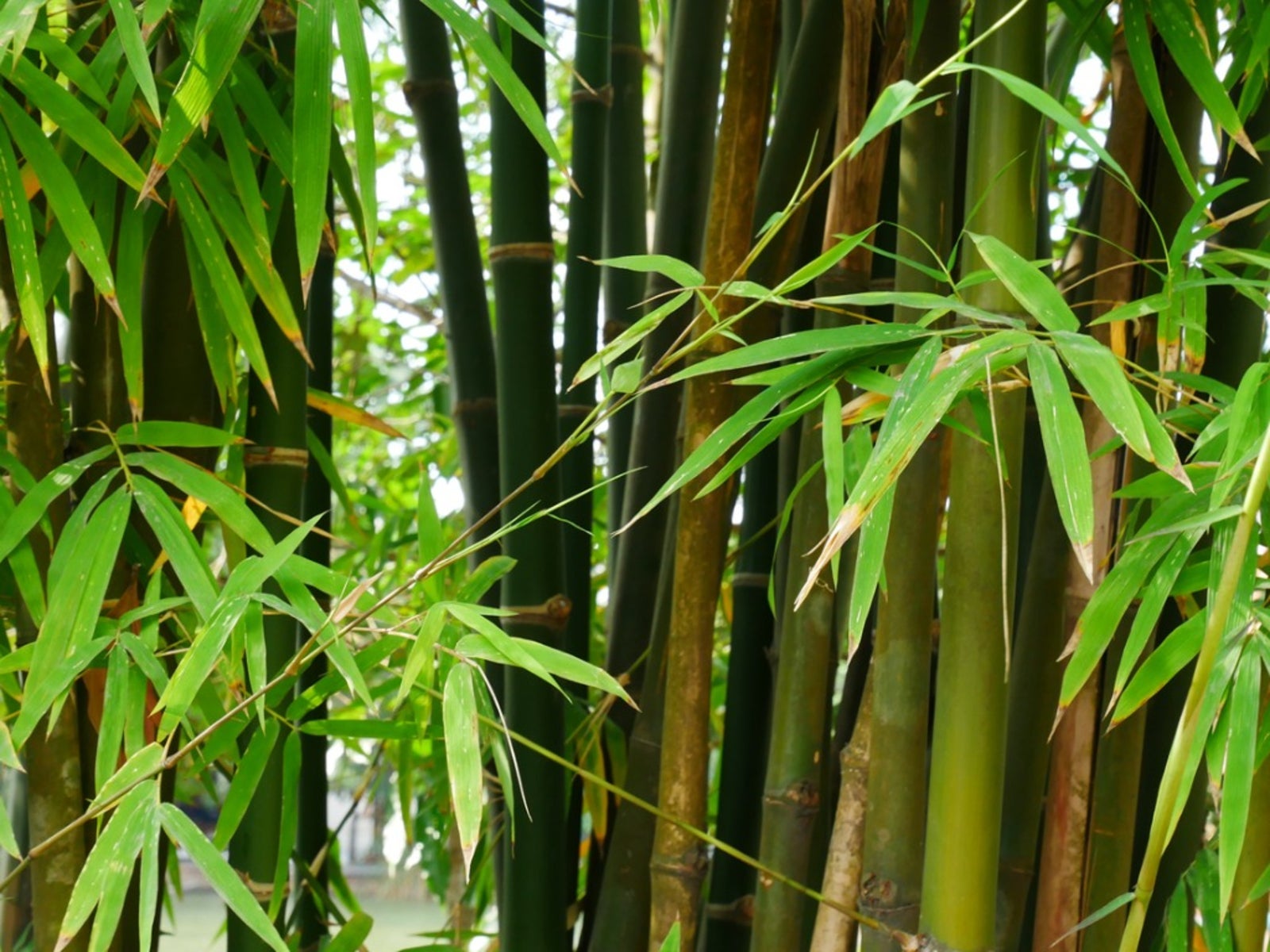 Why does bamboo grow so fast?