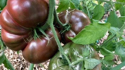 close up of purple Cherokee tomato on vine 