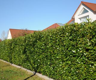 Cherry laurel hedge obscuring a residential home from view