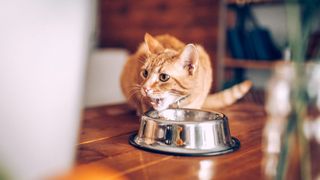 Anti-vomit cat bowls