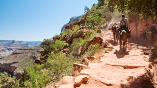 Mules on Bright Angel Trail