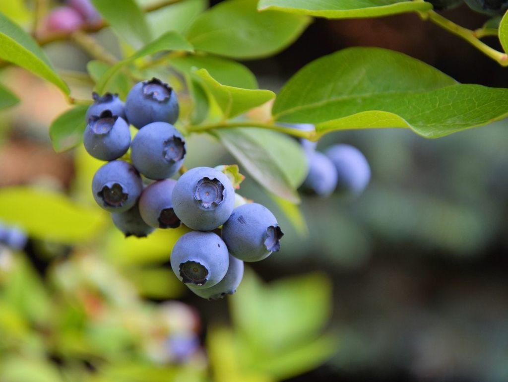 Can Blueberries Grow In Zone 8 What Are The Best Zone 8 Blueberry