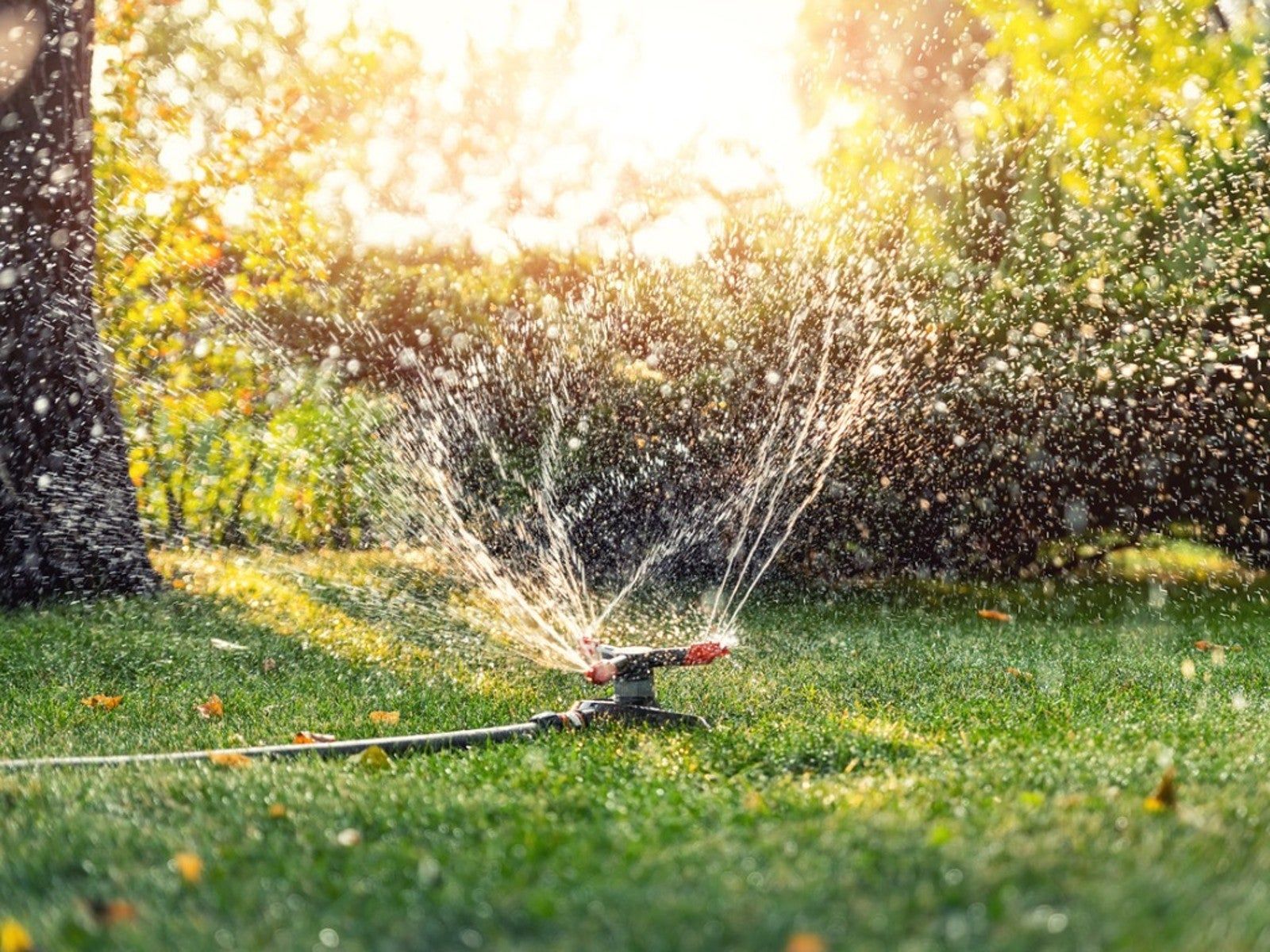 Wisconsin, Iowa, Michigan And Minnesota Lawn Care Tips Gardening Know How