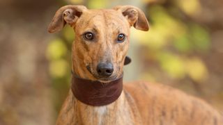 Brindle Greyhound headshot