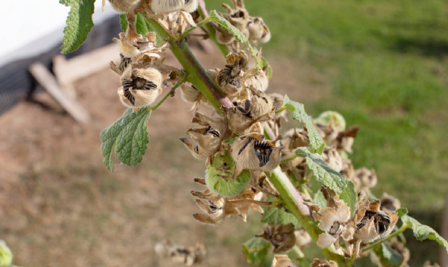 Dried hollyhock with seed pods on the stem 
