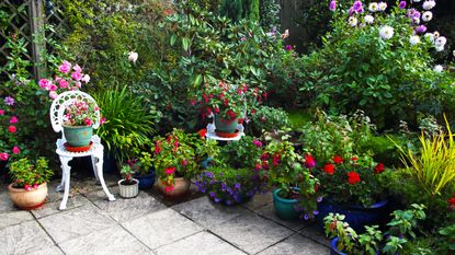 And English container garden with many pots