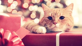 Best advent calendars for cats