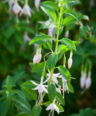 white hanging fuchsia plant