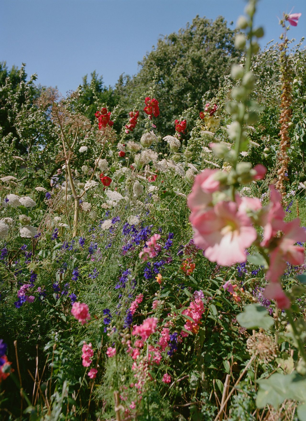 A sun-lit garden features just-bloomed flowers in red, purple, pink, white, and orange shades.