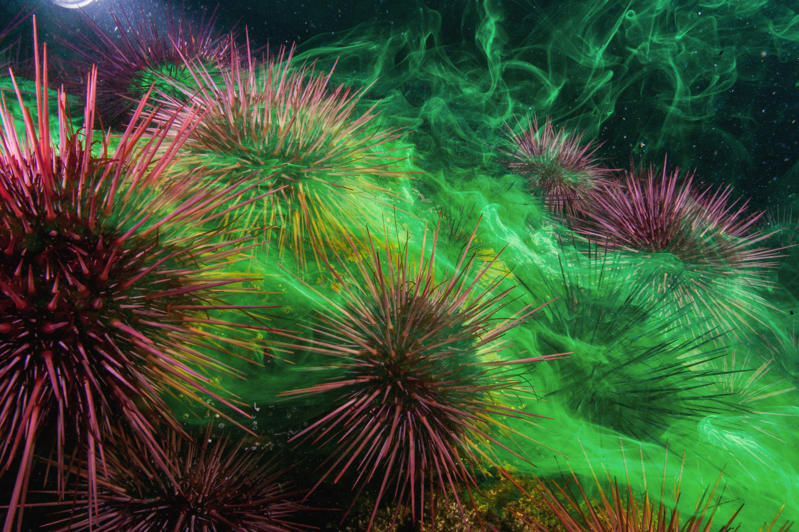 Photograph of sea urchins and scientific dye, taken by nature nature photographer Paul Nicklen, Vancouver Island, British Columbia, Canada, 2005.
