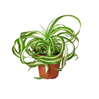 Spider plant in orange pot