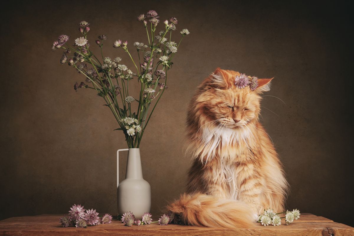 A fluffy orange cat with a flower crown sits calmly on a wooden surface. Beside it, a vase holds delicate wildflowers, creating a serene, rustic scene