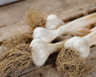 Solent wight garlic
