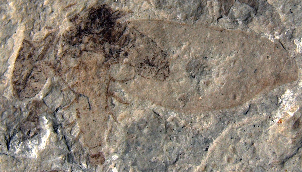 Male fossil strashilid with large wing.