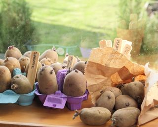 process of chitting potatoes in egg boxes