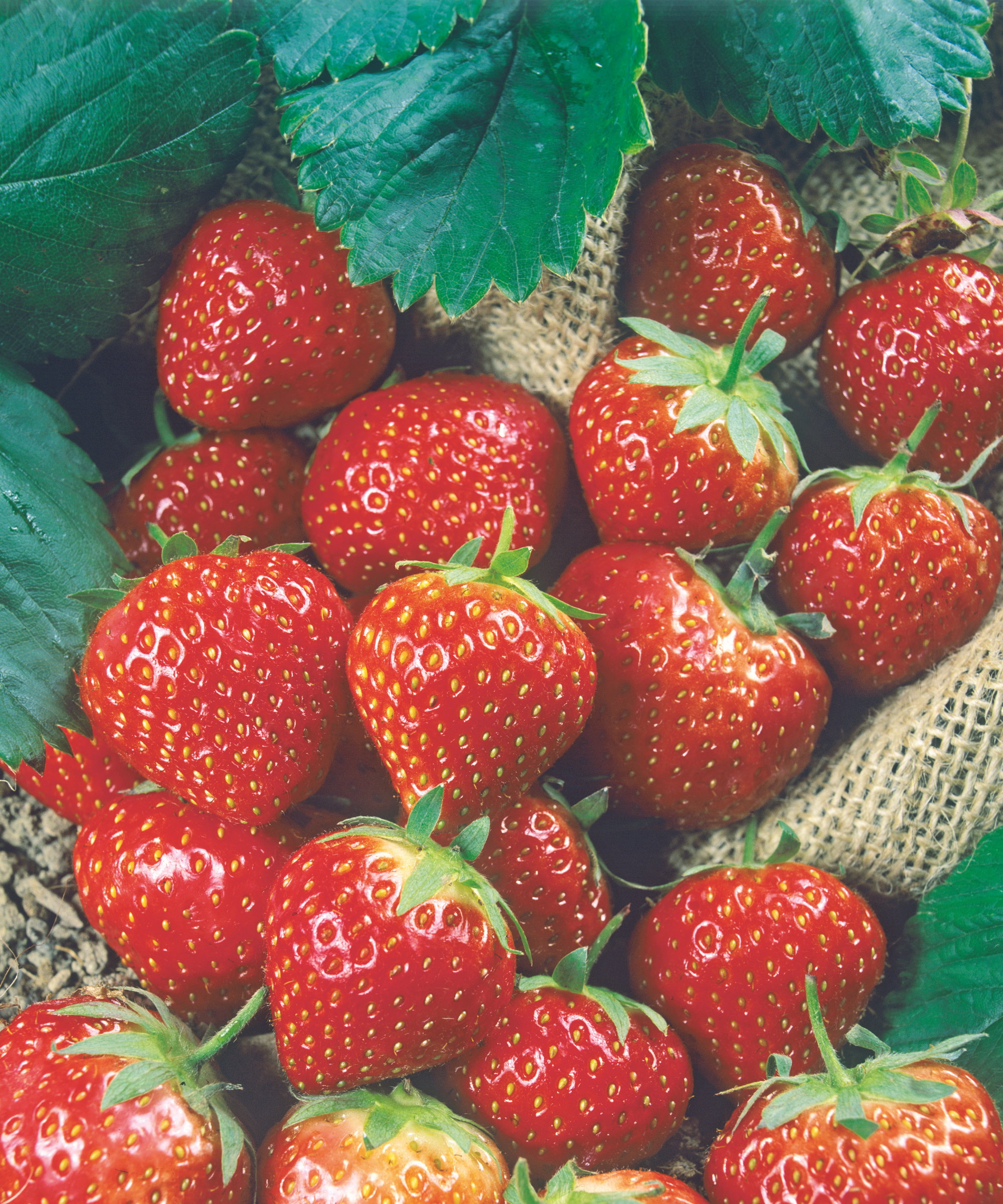 A harvest of ripe red strawberries
