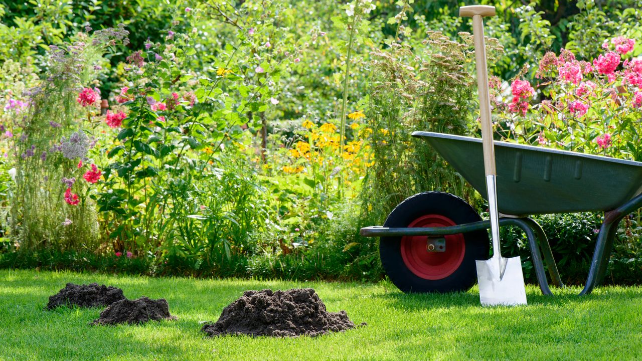 Molehills in lawn in garden with flowers