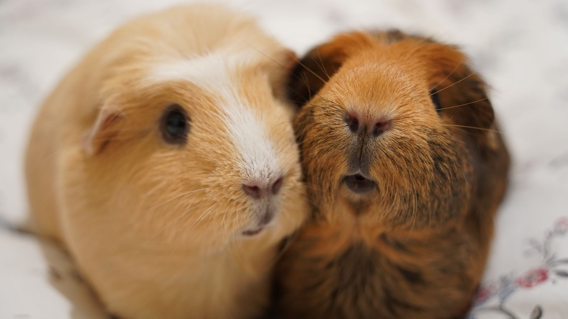 Two golden dark and light golden brown guinea pigs cuddling together on a bed 