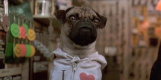 If you don't like Frank The Pug's disguise, you can kiss his furry butt