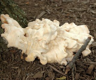 Slime Mold Fungus on Mulch