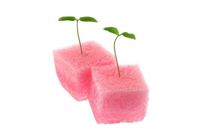 sponge seedlings