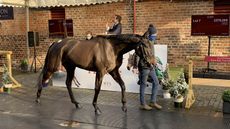 Classic Getaway sold for &pound;570,000 at Yorton Farm on 17 December