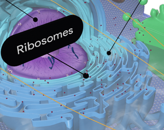 Ribosomes Google Search