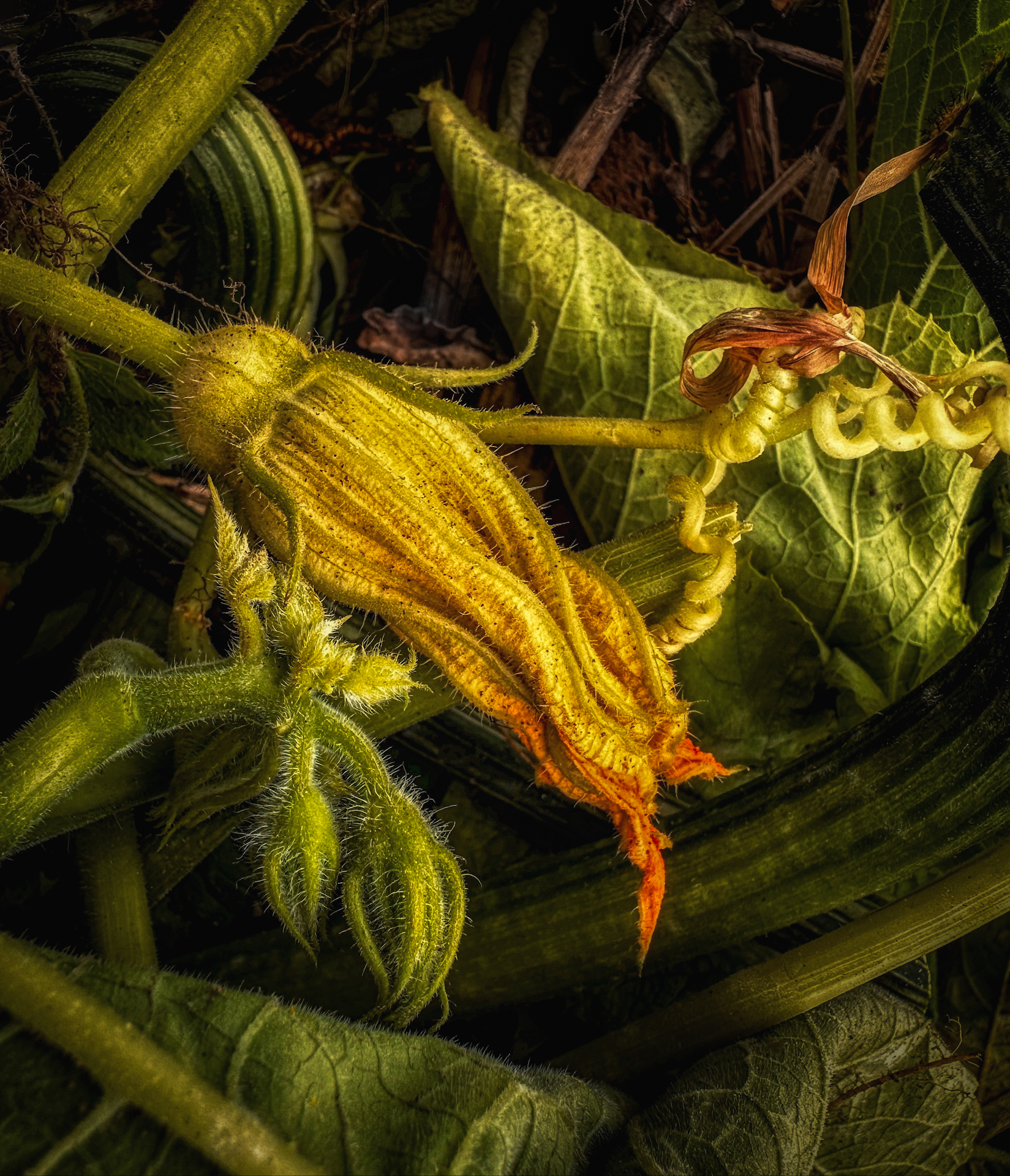 A close-up of a vibrant yellow zucchini blossom with leaves and buds surrounding it, showcasing rich textures and natural colors