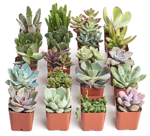 Shop Succulents Unique Succulent Plant Pack Bulk Collection - Live Mini Succulent Plants, Low Maintenance, Exceptional Colors & Textures - Wedding and Party Favors, Gift & Garden, Pack of 20