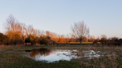 A waterlogged field with brown autumnal trees