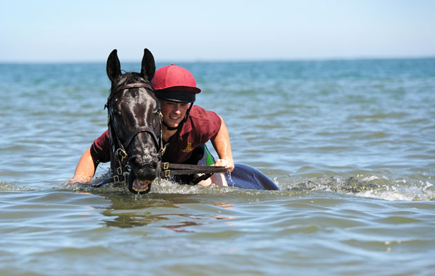Horses enjoyed a swim in the sea