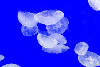 Giant, deadly jellyfish baffles scientists