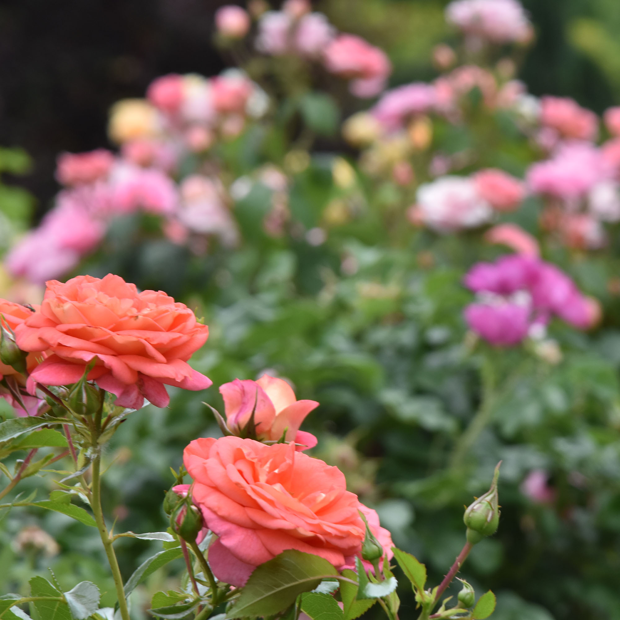 Colorful peach and pink roses in bloom at the Queen&#039;s Botanical Garden