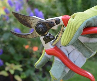 Uzse sharp, clean pruners and wear gloves when pruning sunflowers