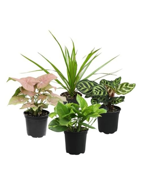 Classic Houseplant Collection