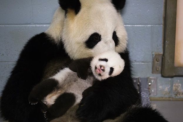 Twins Pictures Of Atlantas Baby Pandas Live Science