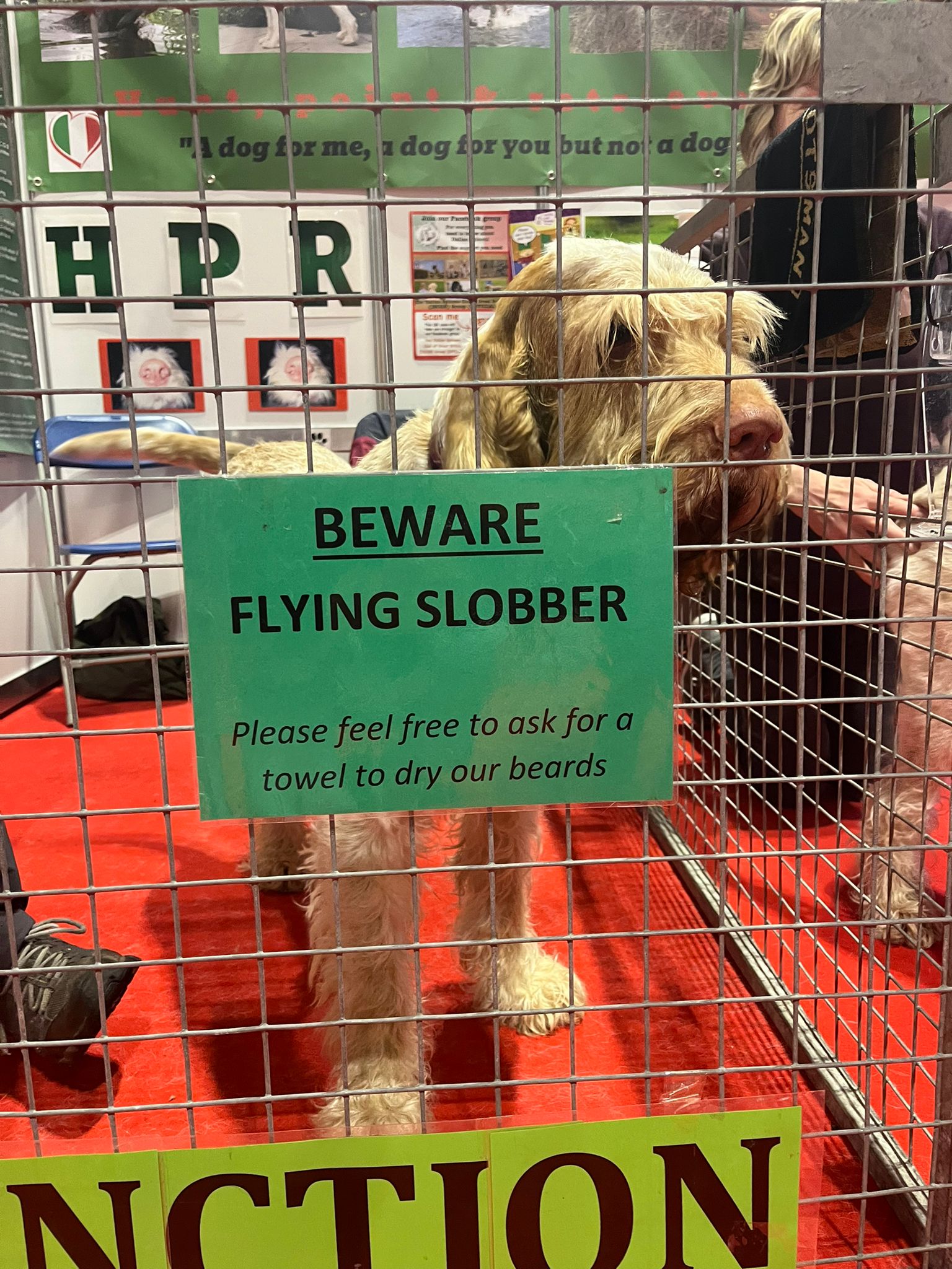 Italian spinone in a cage