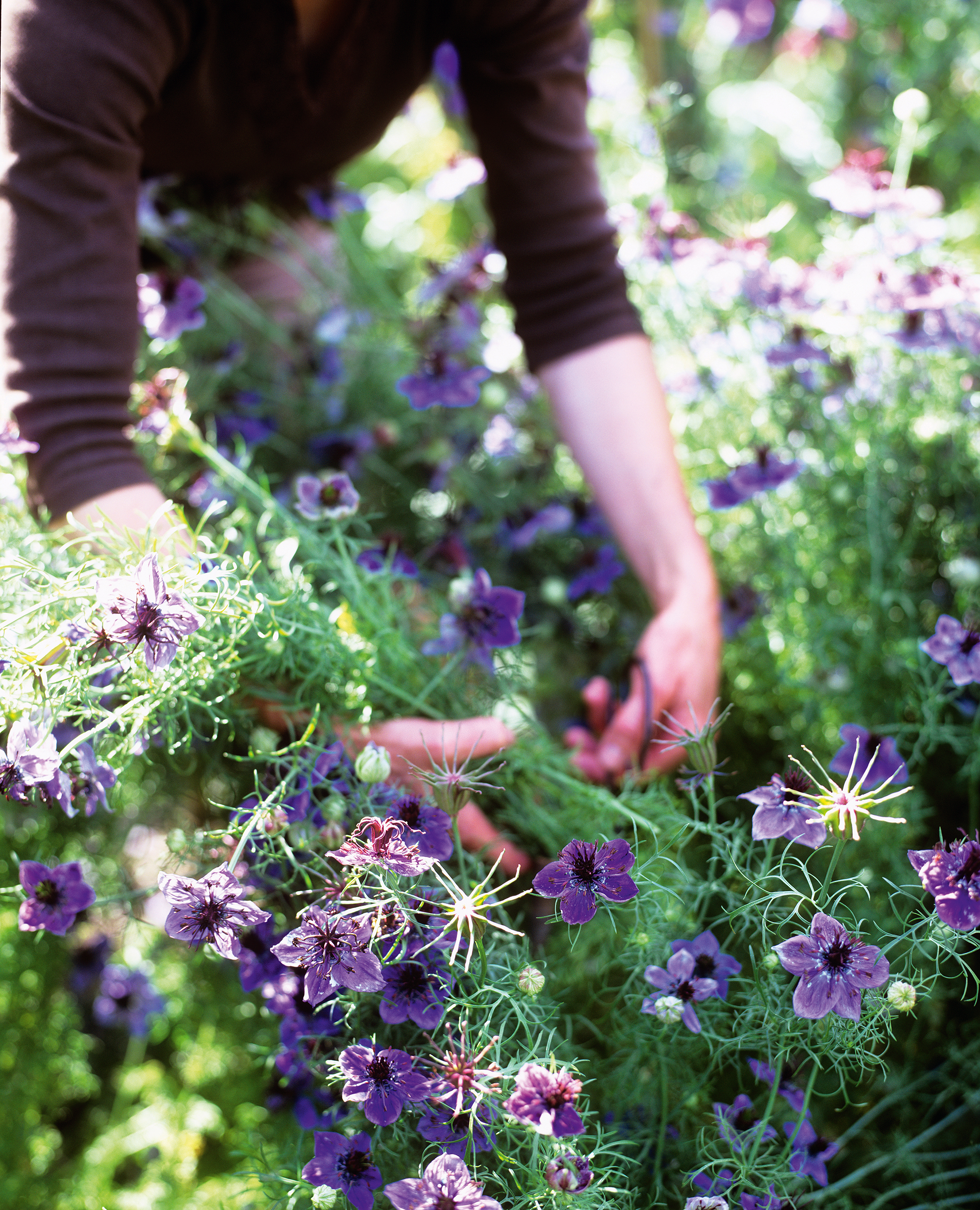 cutting flowers in a garden