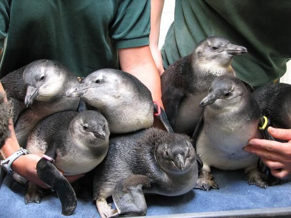 penguin-chicks-101119-02